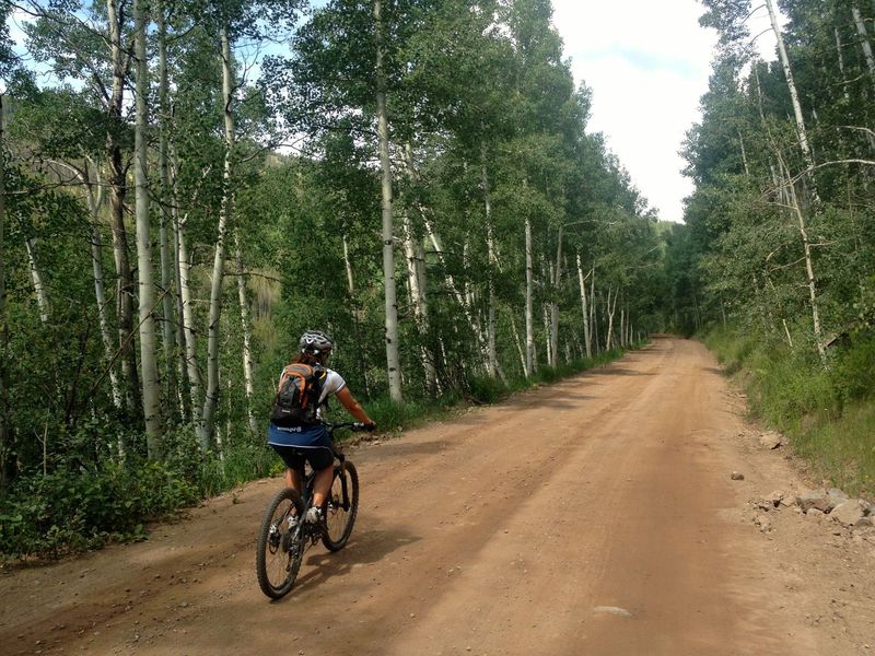 Nice aspen forests