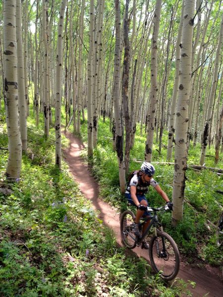 Great aspens along Hank's Hideaway