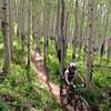 Great aspens along Hank's Hideaway