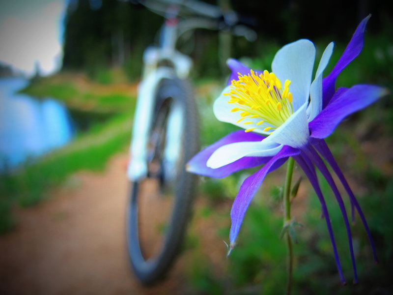 In the summer the flowers along the trail are awesome. The Rocky Mountain Columbine was designated the official state flower of Colorado in 1899 after winning the vote of Colorado's school children.