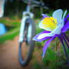 In the summer the flowers along the trail are awesome. The Rocky Mountain Columbine was designated the official state flower of Colorado in 1899 after winning the vote of Colorado's school children.