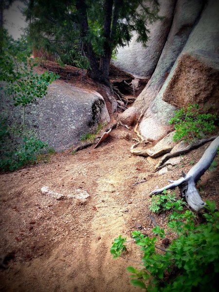 A rooty section of trail, that most riders will walk.