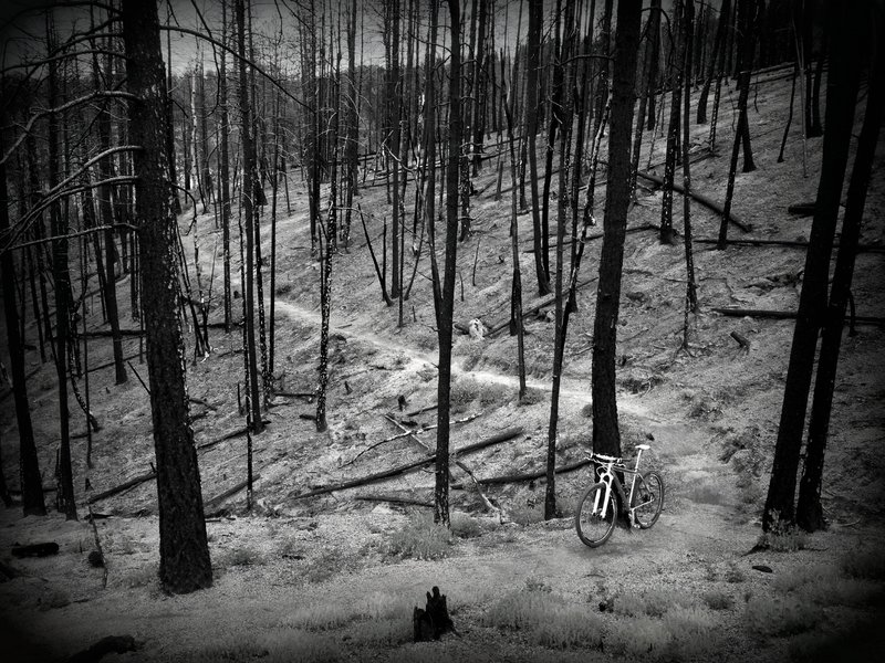 Entering a section of burned forest from the 2012 Waldo Canyon Fire.