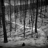 Entering a section of burned forest from the 2012 Waldo Canyon Fire.