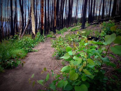 What a wildfire takes away in life it brings back twofold.  Here, Aspens sprout aggressively post-fire.