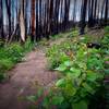 What a wildfire takes away in life it brings back twofold.  Here, Aspens sprout aggressively post-fire.