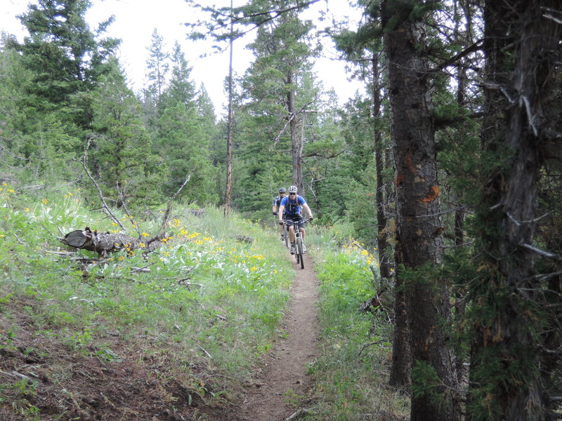 Classic high alpine singletrack as the flowers try to hold on a few more days.