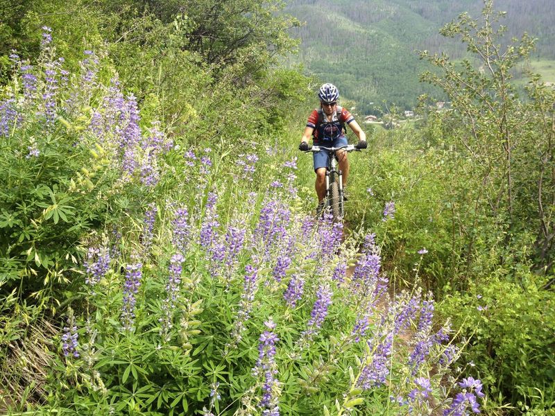 Wildflowers in the way!