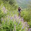 Wildflowers in the way!