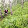 Aspens and wildflowers.  If you like them as much as I do, you're going to enjoy this ride!