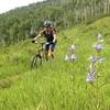 Tired of aspen forest?  How about a meadow with wildflowers?