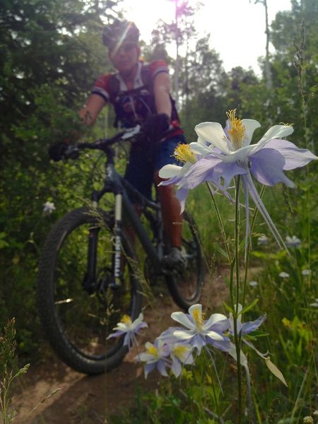 Rocky Mountain Columbine - the CO state flower - line this part of the trail.