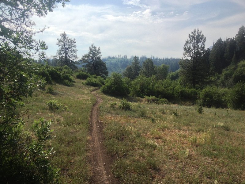 Nice little singletrack