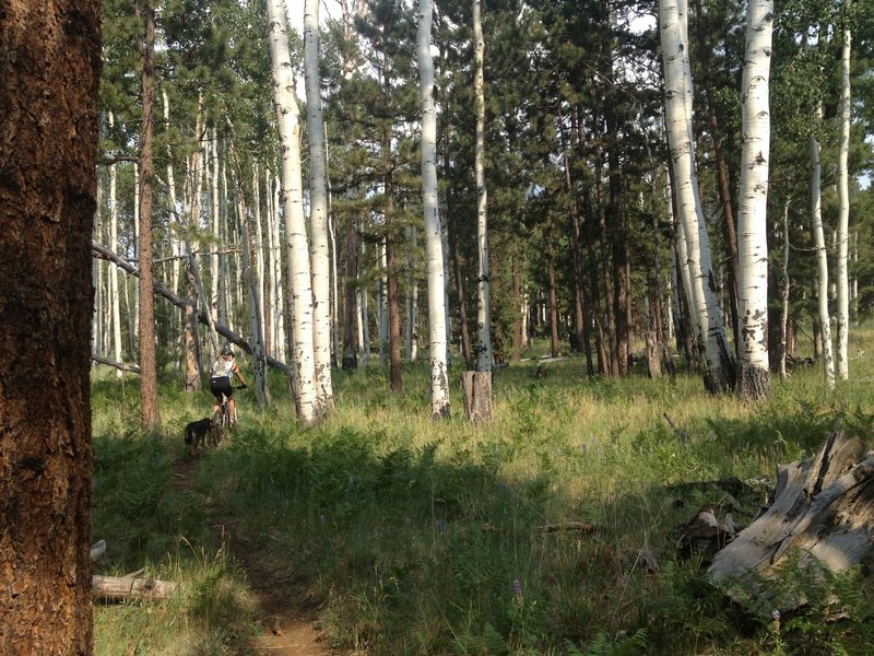 Hillary and Bodhi enjoying the cool aspens and fern grove on a hot summer day