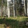 Hillary and Bodhi enjoying the cool aspens and fern grove on a hot summer day