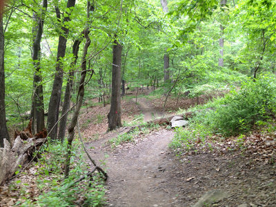 An example of common Red/Blue Blaze Trail terrain and optional features along the side of the trail.