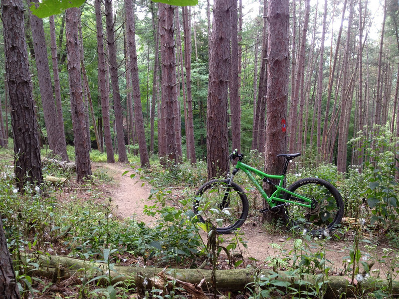 multiple sections of trail dissect pine forests.