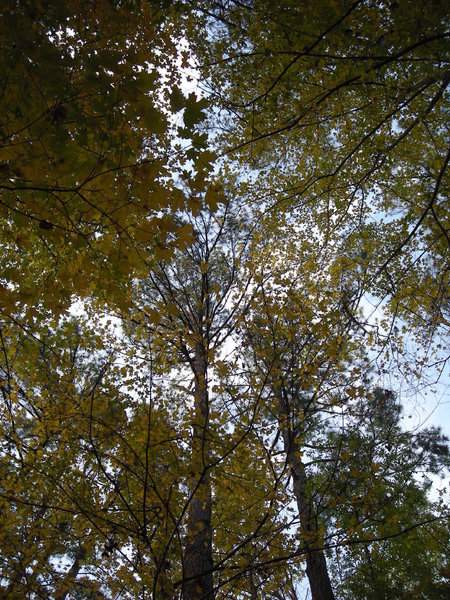 Pine Forest in Hunt's Woods