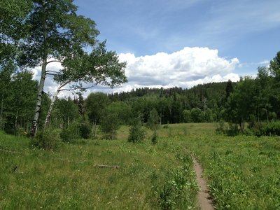 The meadow just after the Anaerobic Nightmare trail connection