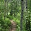 A glimpse of the sweet, twisty singletrack in the aspens of Buttermilk