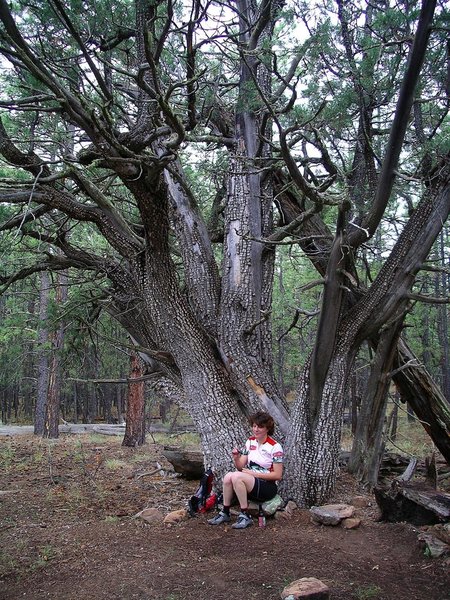 This huge old Alligator Juniper is a favorite rest stop.