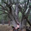 This huge old Alligator Juniper is a favorite rest stop.