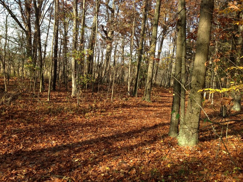 Trail in the fall