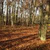 Trail in the fall