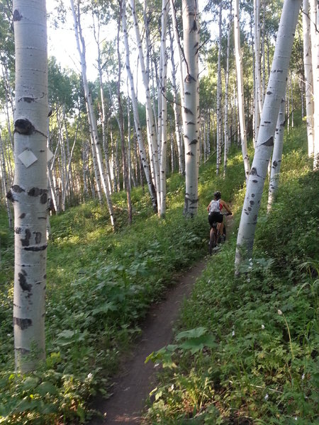 Nice intermediate singletrack