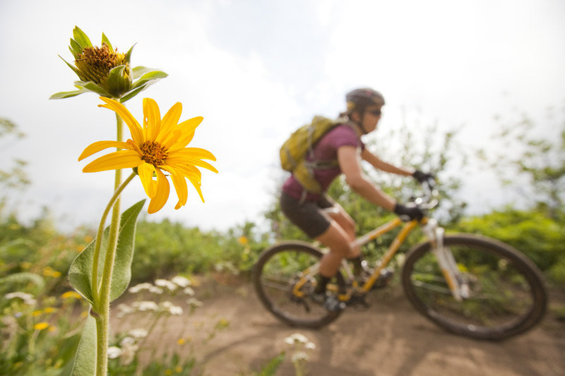 Berms and flowers are plentiful on the Rotary trail.