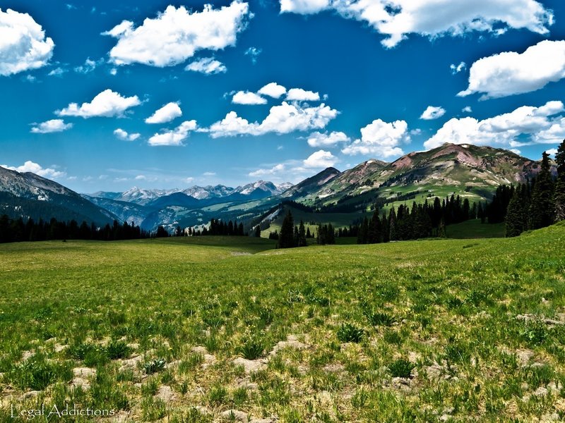High Alpine Meadow Beauty