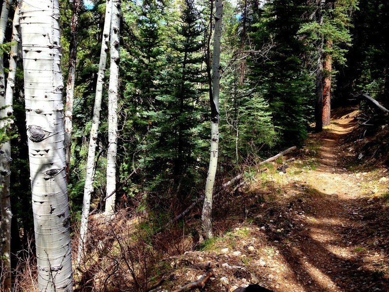 In between overlooks, the trail winds through forests and small canyons