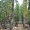 Perfect singletrack that makes you feel like youre in the backcountry