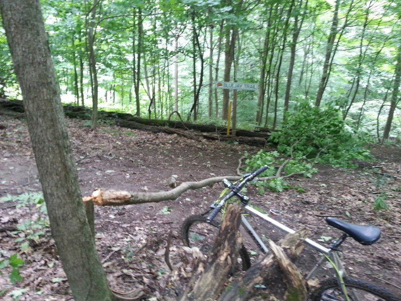 This was a little one, many more larger trees down as a result of the July 13 storms.