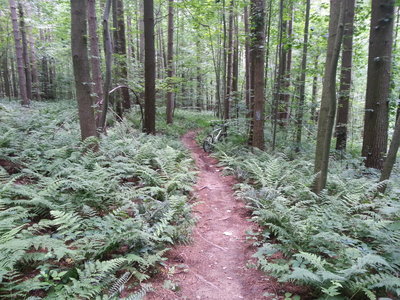 After several weeks of continuous rain, this is what Mohican looks like- the vegetation goes crazy but the trail bed still drains nice!