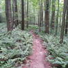 After several weeks of continuous rain, this is what Mohican looks like- the vegetation goes crazy but the trail bed still drains nice!