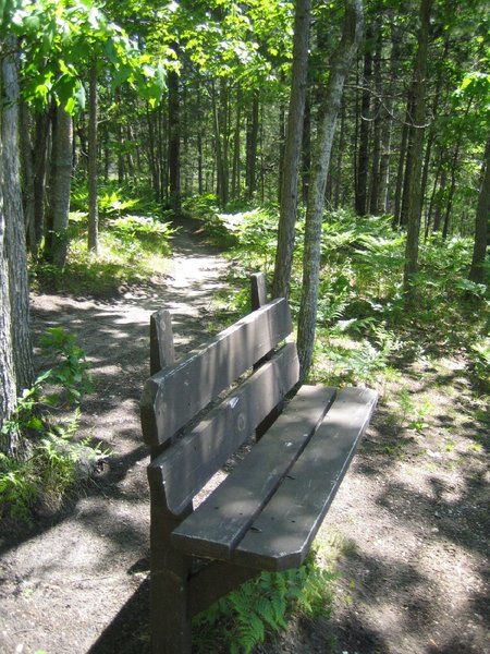 A bench right on the shore of a small pond. A nice scenic spot.