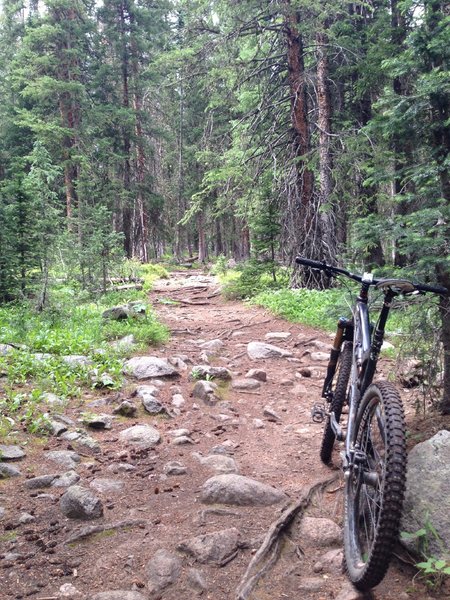 Typical of this trail: some exposed roots loose rocks