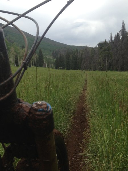 Open meadow and narrow trail