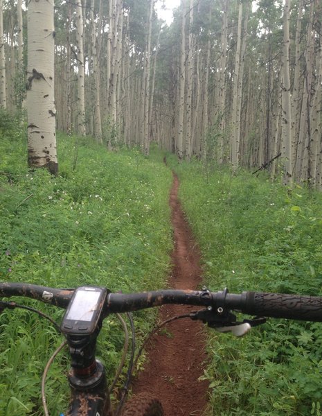 Section through the Aspens