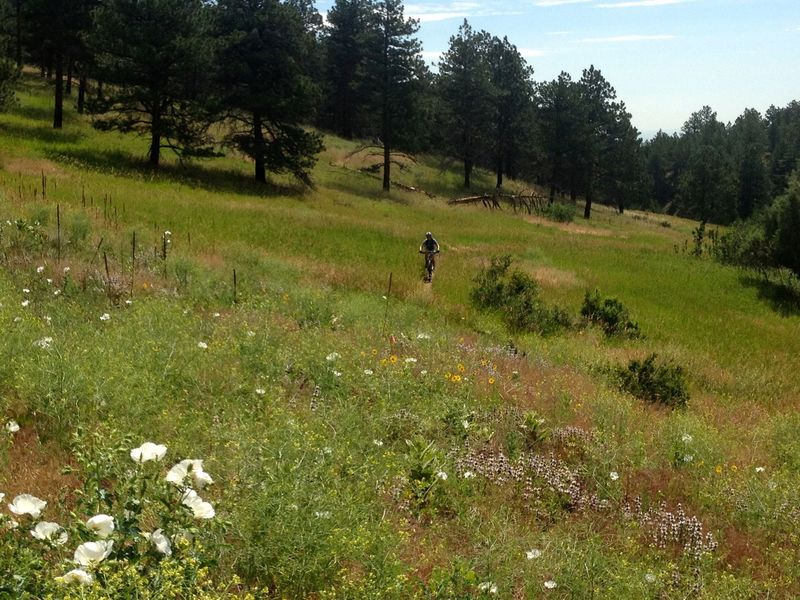 July wildflowers on Wrangler's Run