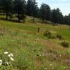 July wildflowers on Wrangler's Run