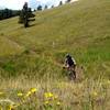 My favorite part of Rawhide Trail - fast, flowing singletrack filled with flowers.