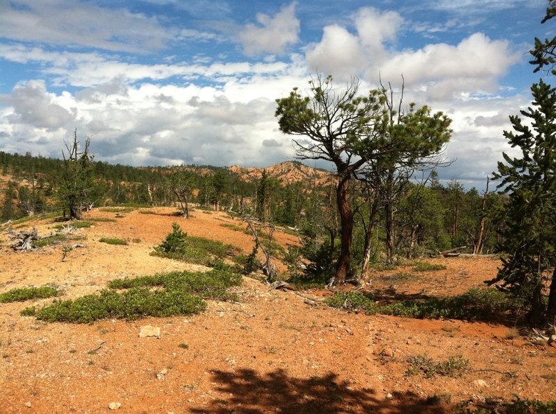 Looking East toward Red Canyon