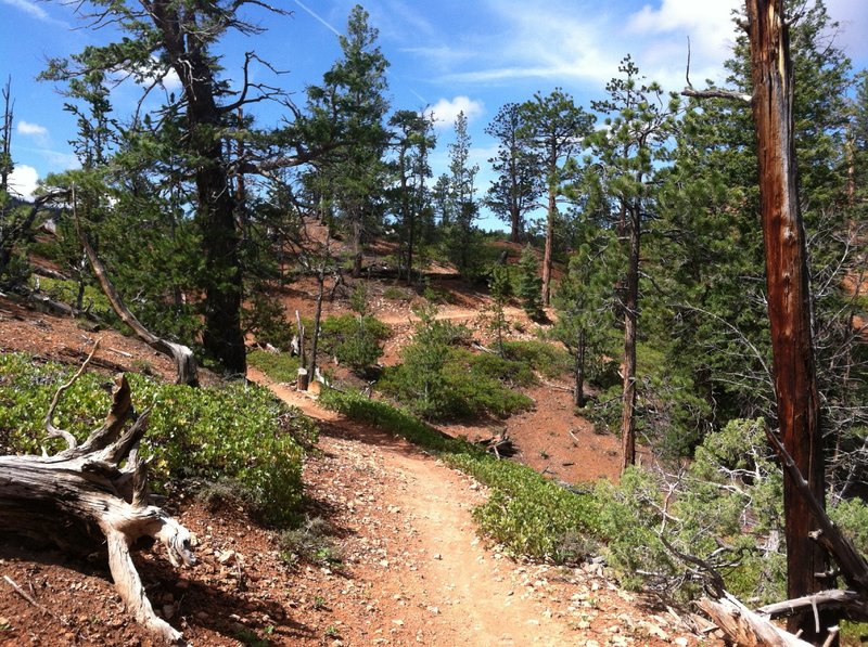 View along the wooded area of the trail