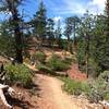 View along the wooded area of the trail