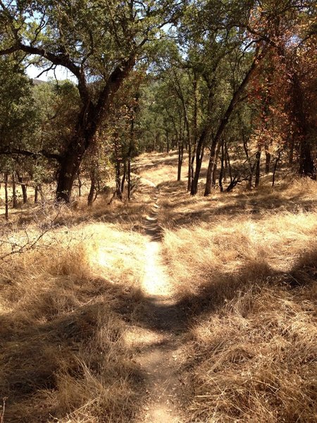 Flowing narrow singletrack