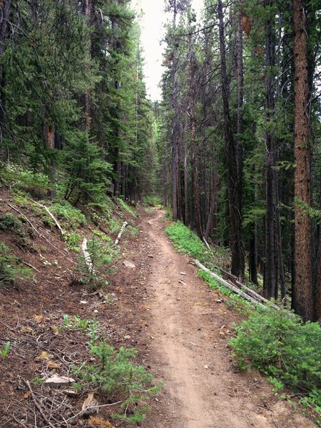 Looking up the Tinpot trail.