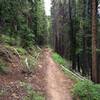 Looking up the Tinpot trail.