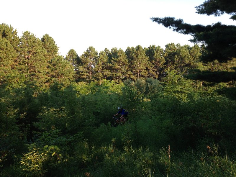 Looking across the bowl and towards the Pine trees.